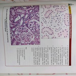 Inderbir Singh's Human Histology Guide