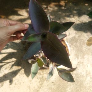 Purple Heart Full Pot With Root