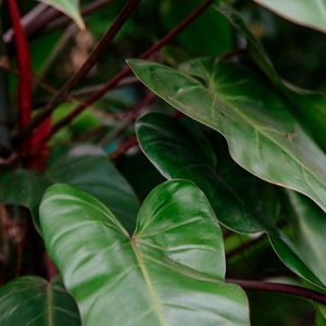 Red Emerald Philodendron Plant