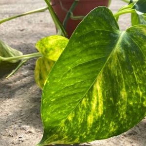 Money Plant / Live Pothos