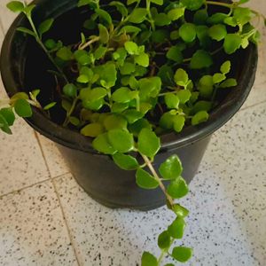 Pink Princess Philodendron And Ring Of Fire Plant