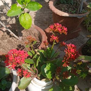 5 Flowers Plant Combo