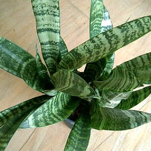 Snake plant Long with pot