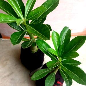 Healthy Adenium Combo