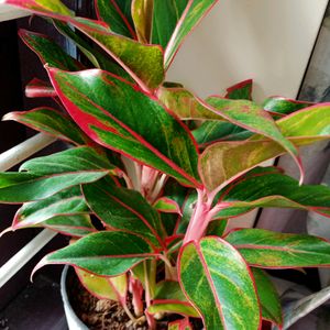 Aglonema Red Lipstick Plant