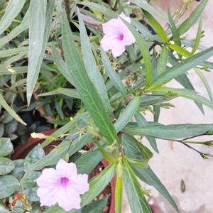 Pink Ruellia tuberosa flower or popping pod bloom