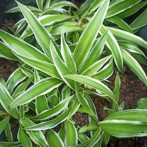 Spider Plant