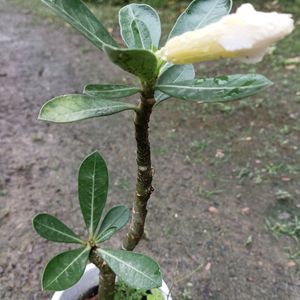 Adenium Obesium