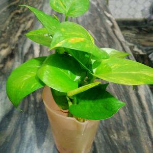 Money Plant With Rooting