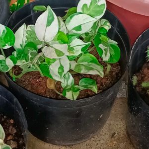 2 Different Varieties Of Money Plant