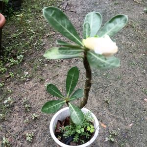 Adenium Obesium