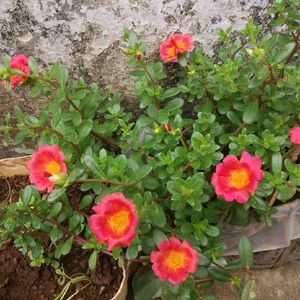 Orange & White Purslane