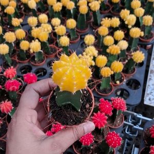 Moon Cactus Live Plant