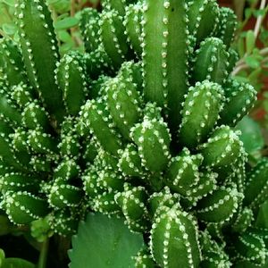 Triangular Cactus