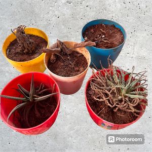 Plantation Plastic Pots