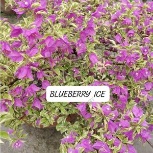 Blueberry Ice bagunvalia Live Plant Pack Of 1 ...