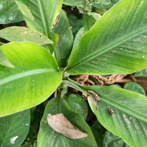 Dwarf Banana Plant