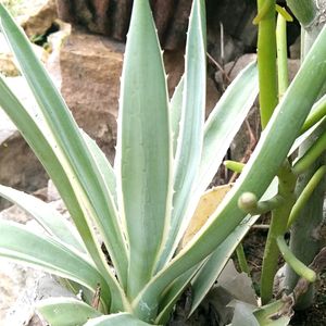 Agave Angustifolia