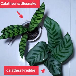2 Varieties Of Calathea Plants