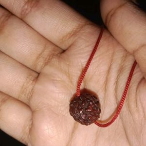 5 Mukhi Original Rudraksh, Ye Rudraksh New He... B