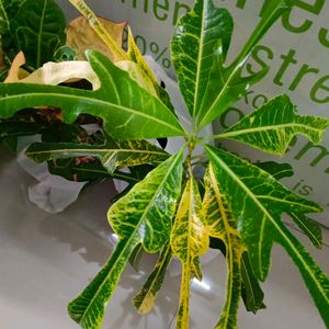 2 Different Varieties Of Croton Plant Well Rooted