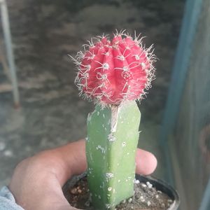 Moon Cactus Plant