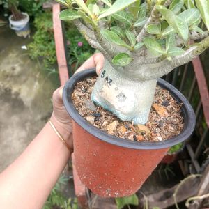 Adenium Arabicum Live Plant (Ggk+Baz)