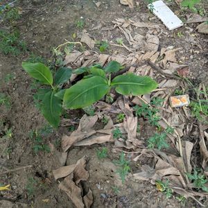 Banana Plant