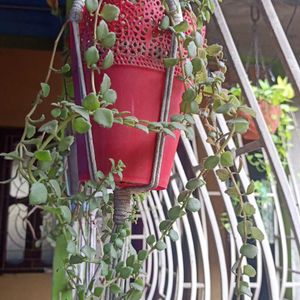 Tangled Heart Hanging Plant