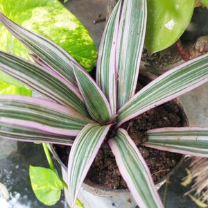 Pink Rhoeo Tradescantia Plant ☘️