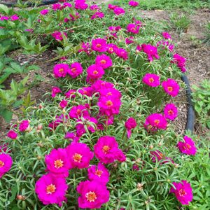 Dark Pink Portulaca Flower Plants With Roots