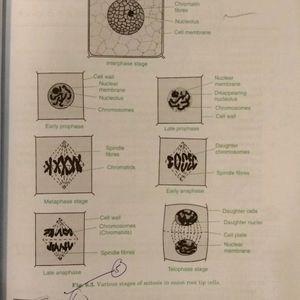 COMPREHENSIVE-Biology Lab Manual(CBSE-12th)