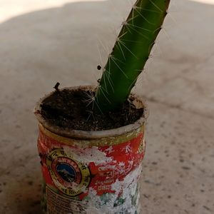 Dragon Fruit Plant