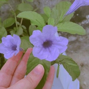 Mexican Petunia Plant Cutting