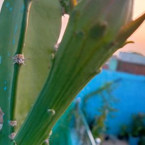 Fairy Castle Cactus