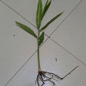 Lesser Galangal Rhizome