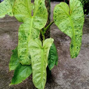 ParaisoVerde Philodendron