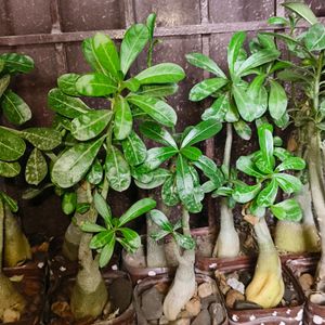 Pink colour Adenium Plant With Pot