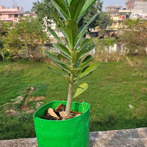 Pink Adenium