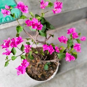 Pink Bougainvillea Bonsai