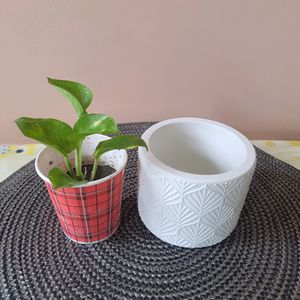 Planter & Free Plant