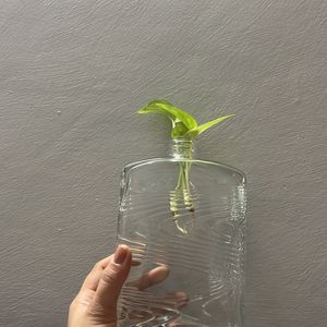 Glass Vase Bottle For Sale Transparent Brand New