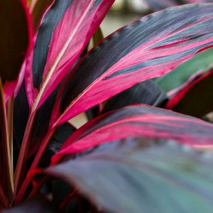 Cordyline Fruticosa Mother Plant