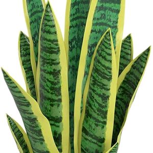 Snake Plant