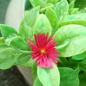 Sunrose Plant