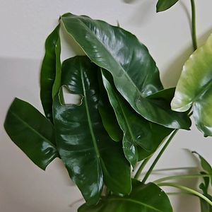 Philodendron Burl Maxx 3 Plants