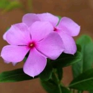 Pink Beautiful Sadabhaar Flower Plants