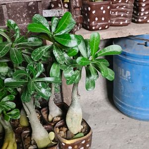 Pink colour Adenium Plant With Pot