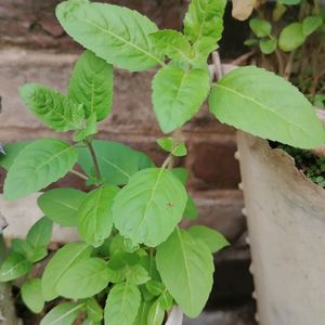 Tulsi Paudha