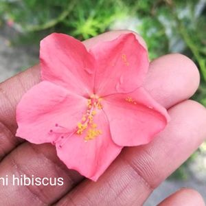 Freshly Harvested White Adenium Seeds